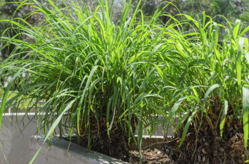 The citronella, scientifically known as Cymbopogon nardus or Cymbopogon winterianus, is a medicinal plant with repellent properties for insects, flavoring, bactericidal and soothing, and is widely used in the manufacture of cosmetics.