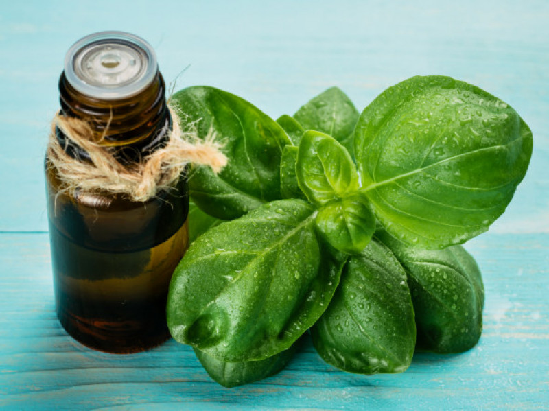 bottle of basil essential oil with fresh basil