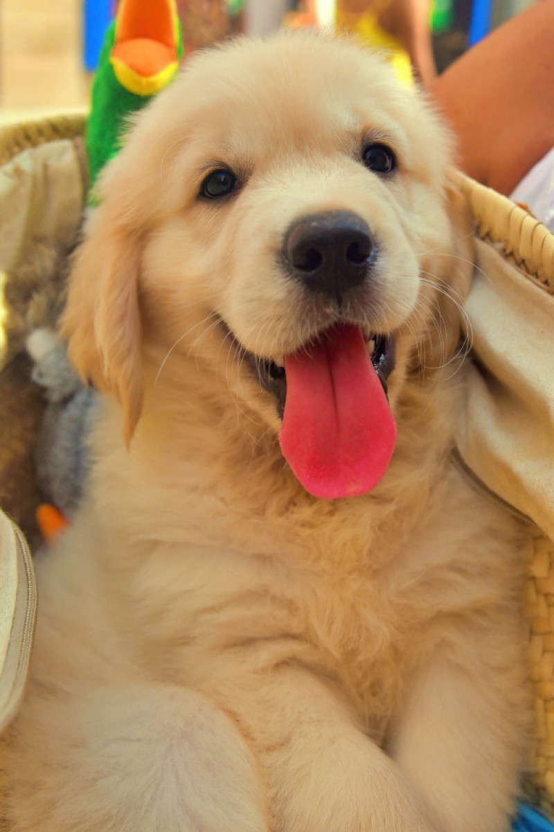 Golden Retriever puppy breed in Vendrell, Spain - 26 Aug 2023