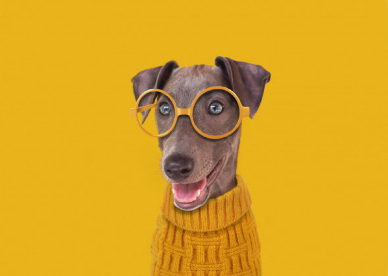 Funny dog with yellow glasses