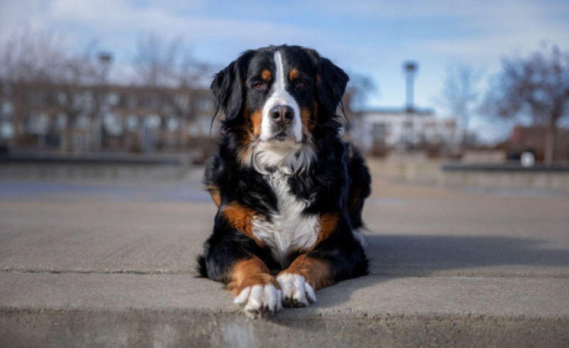 Bernese mountain dog in the park. Portrait of a Bernese mountain dog.
