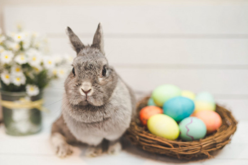 Bunny rabbit watching over basket of Easter eggs