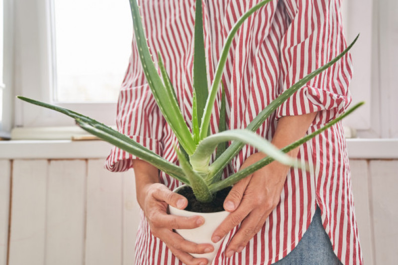 Aloe in woman's hands. Potted plant in white ceramic pot. Aloe vera is a succulent medicinal plant.