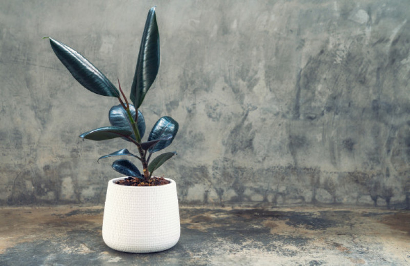 Ficus elastic plant rubber tree in white ceramic flower pots. Ficus elastic plant rubber tree on gray background.