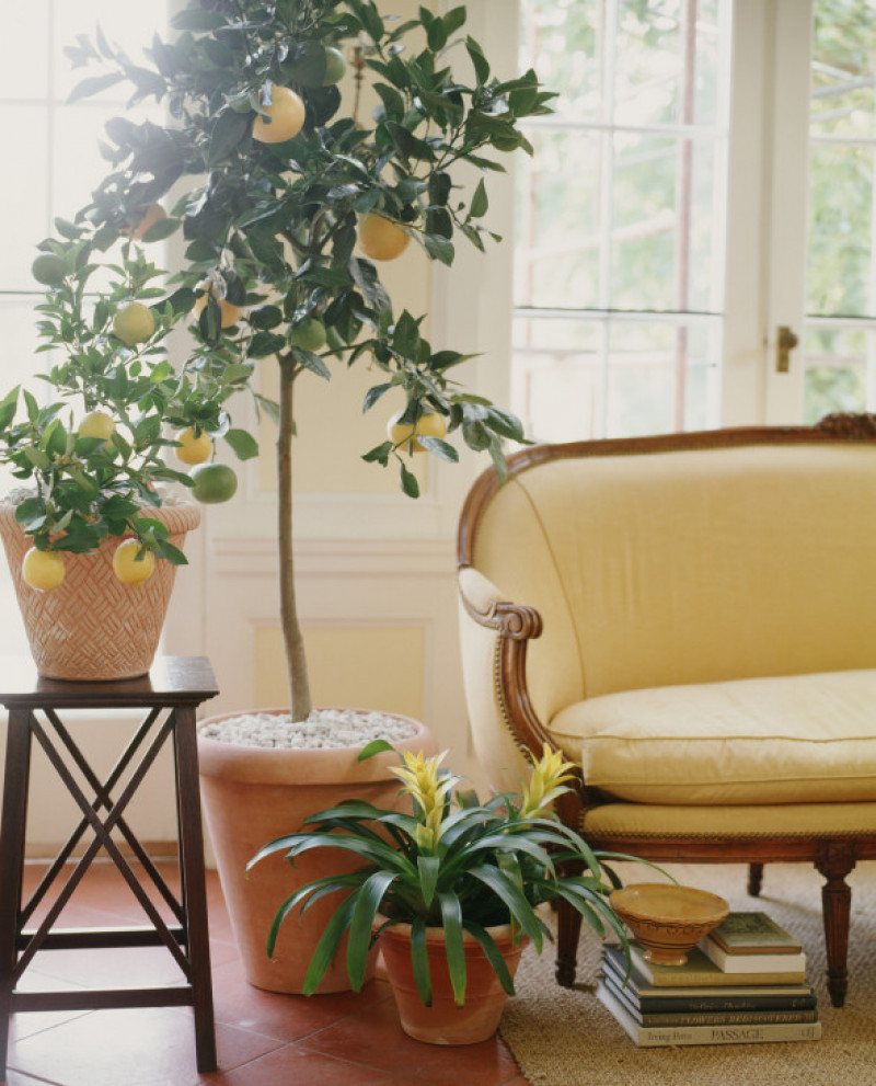 Potted lemon tree next to a settee.