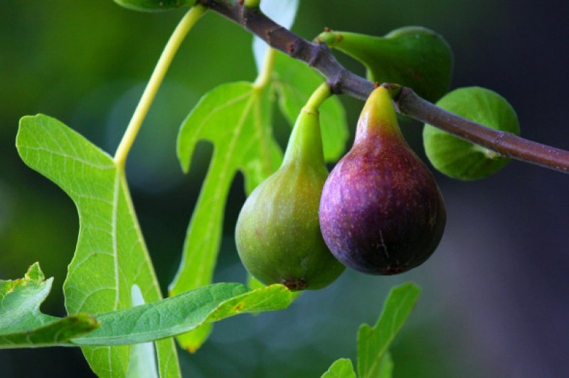 Close-up of fruits growing on tree