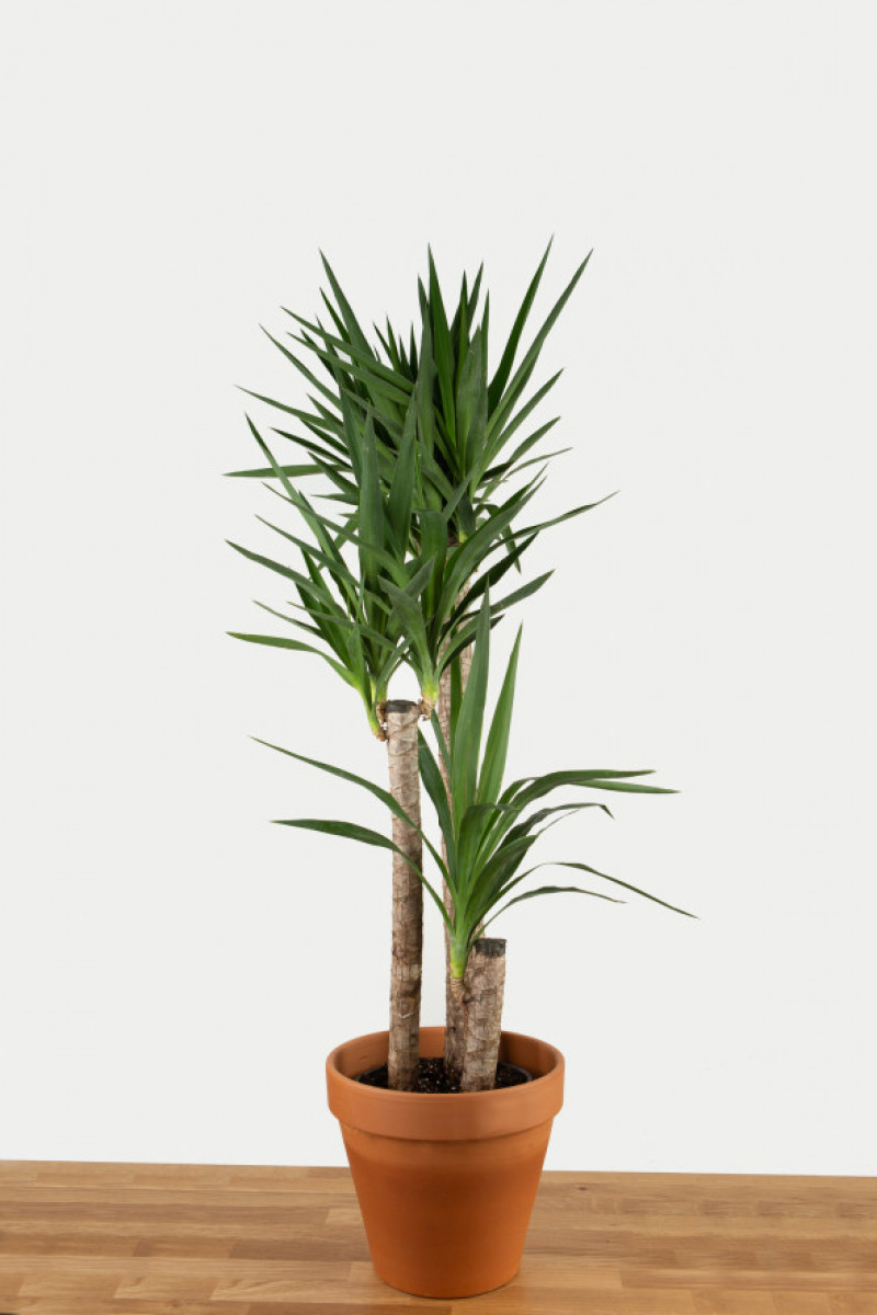 Yucca Indoor tree in terracota pot