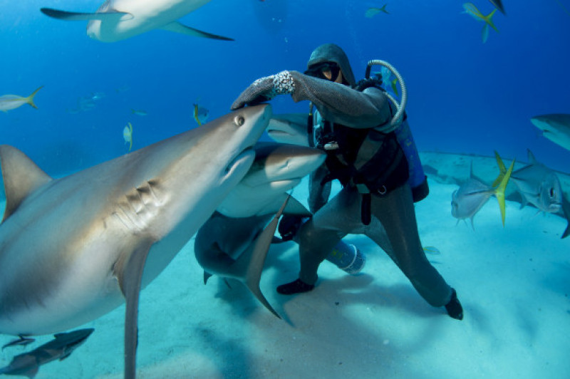 Engineered shark encounter.