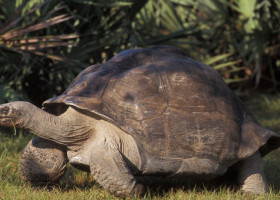 Goliath, țestoasa de 135 de ani, a devenit tată pentru prima oară: miracolul de la Zoo Miami