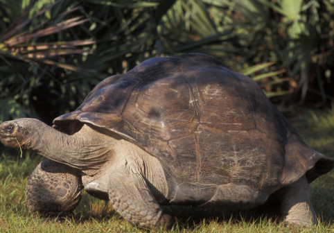 Goliath, țestoasa de 135 de ani, a devenit tată pentru prima oară: miracolul de la Zoo Miami