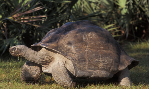Goliath, țestoasa de 135 de ani, a devenit tată pentru prima oară: miracolul de la Zoo Miami