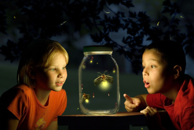 Captured Fireflies