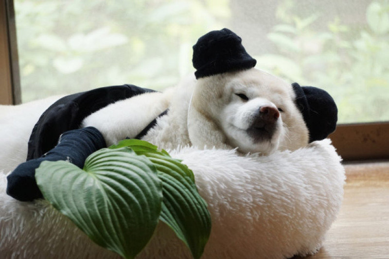 RARE WHITE SHIBA DOG ACTRESS DRESS UP