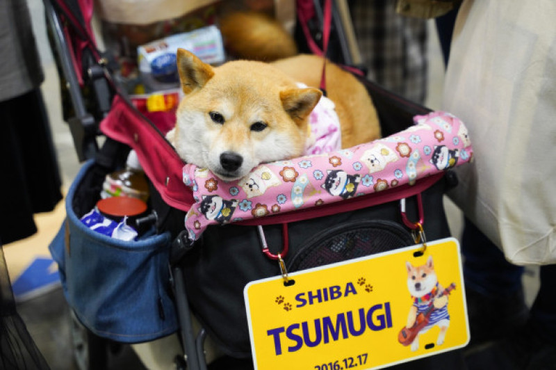 JAPAN TOKYO PETS FAIR