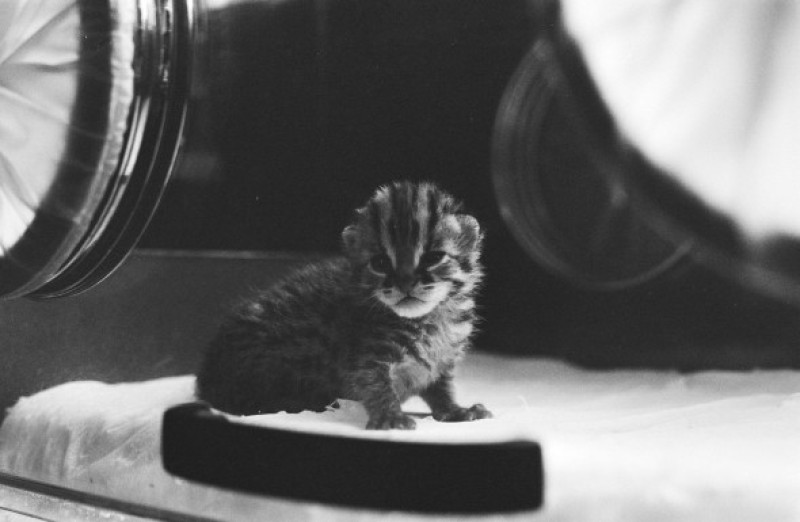 Artis, three Bengali tiger kittens born 2 weeks ago of which one is still alive but was disowned by mother Date: March 23, 1981 Location: Amsterdam, Noord-Holland Keywords: zoos, zoology, tigers Institution name: Artis