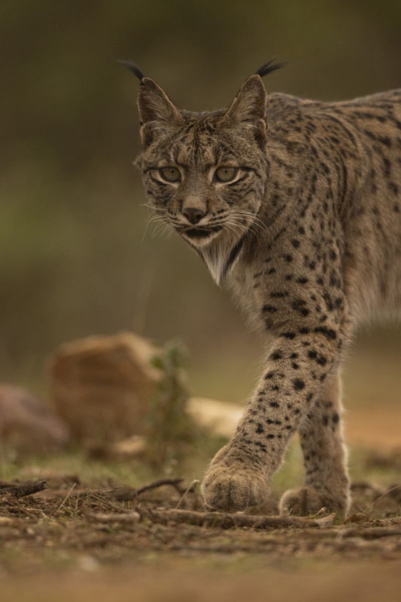 Iberian Lynx