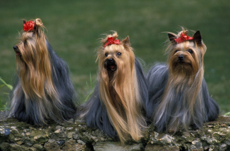Dogs