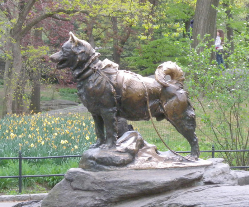 This refers to an image or figure of Balto, likely the famous sled dog, known for its heroic journey in delivering medicine to Nome, Alaska, during a diphtheria outbreak in 1925.