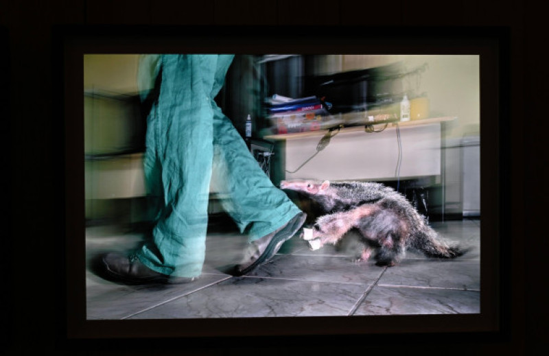 South African wildlife photographer Wim ban den Heever was announced as the Wildlife Photographer of the Year 2025. His image 'Ghost Town Visitor' shows a brown hyena which is the rarest hyena species in the world. Wim van den Heever got the winning shot