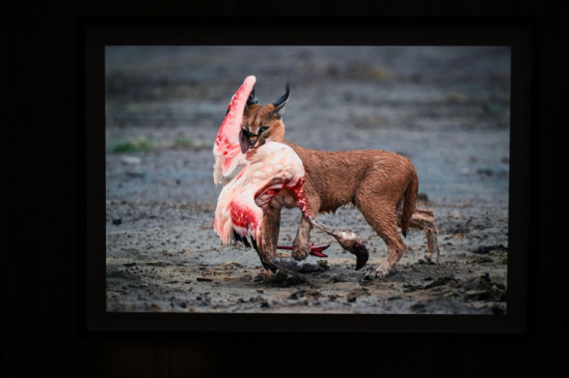 South African wildlife photographer Wim ban den Heever was announced as the Wildlife Photographer of the Year 2025. His image 'Ghost Town Visitor' shows a brown hyena which is the rarest hyena species in the world. Wim van den Heever got the winning shot