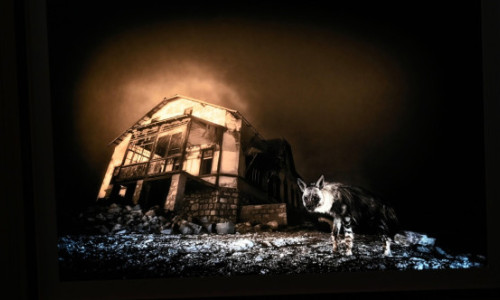 „Wildlife Photographer of the Year 2025”. Imaginea rară a unei hiene maro în Namibia a câștigat marele premiu