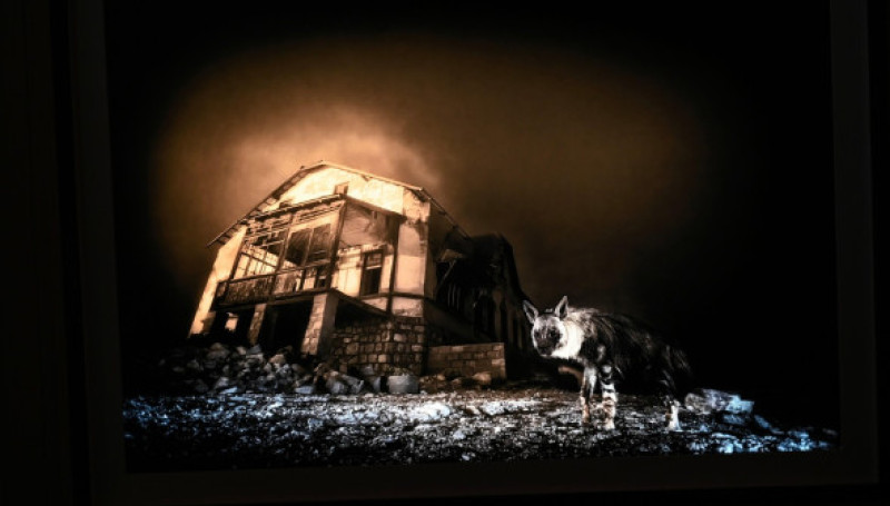 South African wildlife photographer Wim ban den Heever was announced as the Wildlife Photographer of the Year 2025. His image 'Ghost Town Visitor' shows a brown hyena which is the rarest hyena species in the world. Wim van den Heever got the winning shot