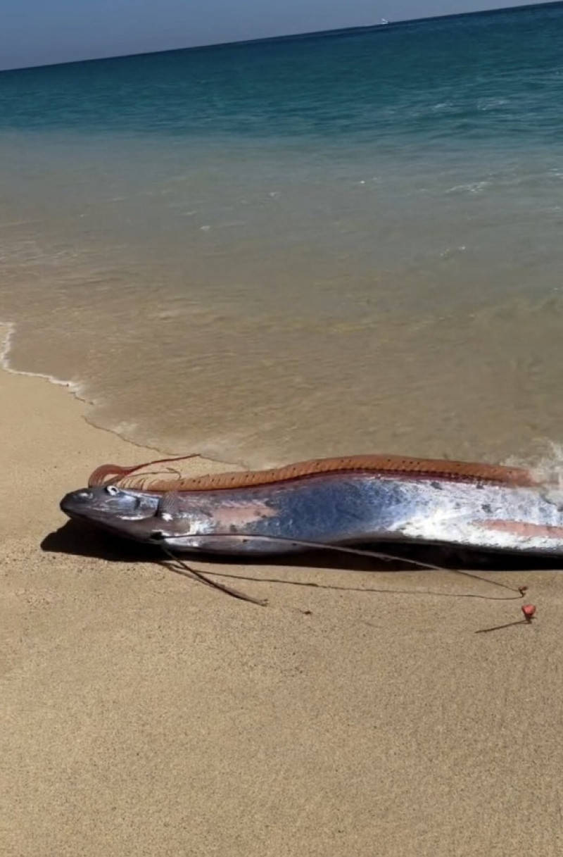 EXCLUSIVE: 'Harbingers of doom' sea monsters rescued after stranding on beach