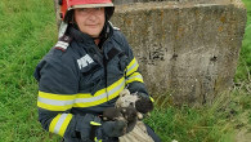 Pompierii din cadrul Detașamentului Orăștie au salvat luni patru căței. Foto: Facebook / ISU Hunedoara | Poza 4 din 6