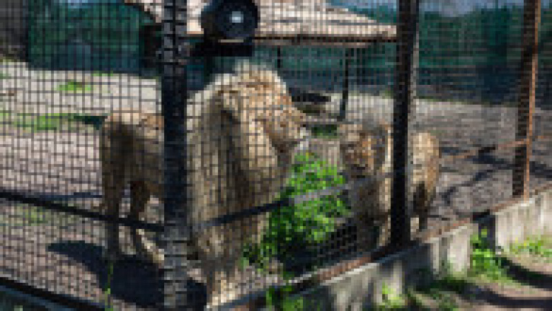 Orașul Târgu Mureș a fost de acord să ia în primire leii până pe 1 septembrie, moment în care De Lange speră că le va găsi un adăpost în SUA care ar putea să devină noua lor casă permanentă. Foto: Profimedia Images | Poza 2 din 6