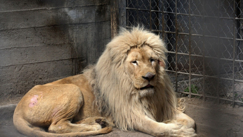 Cea mai grea parte a operațiunii, potrivit lui De Lange, a fost să găsească o grădină zoologică în România care să fie dispusă să găzduiască nouă lei până când vor putea fi relocați în altă parte. Foto: Profimedia Images