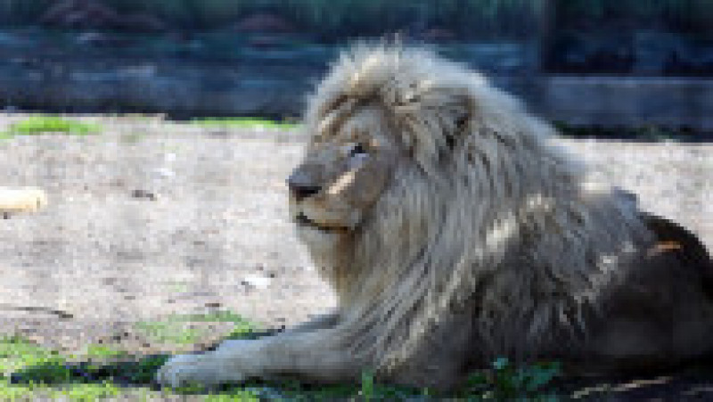 Cel mai mare dintre lei cântărește 230 de kilograme. Foto: Profimedia Images | Poza 5 din 6