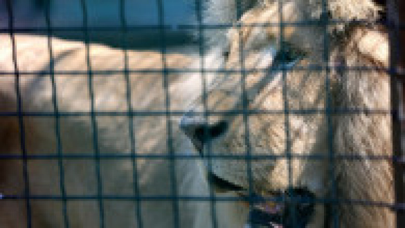 Puțini salvatori de animale sălbatice au capacitatea de a reloca un grup mare de lei. De Lange a trăit în Ucraina din 2014, acolo unde a salvat urși, lupi și lei din condiții care le puneau viața în pericol. Foto: Profimedia Images | Poza 3 din 6