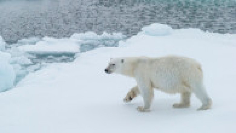Urs polar în Groenlanda. Sursa foto: Profimedia Images | Poza 2 din 5