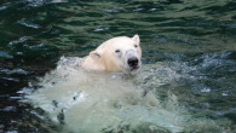 Urs polar în Groenlanda. Sursa foto: Profimedia Images | Poza 3 din 5