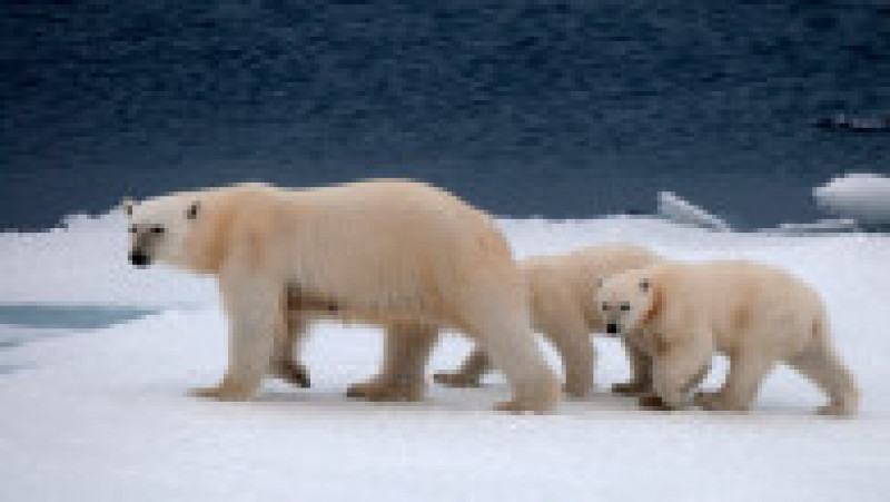 Urs polar în Groenlanda. Sursa foto: Profimedia Images | Poza 4 din 5