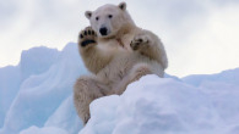 Urs polar în Groenlanda. Sursa foto: Profimedia Images | Poza 5 din 5