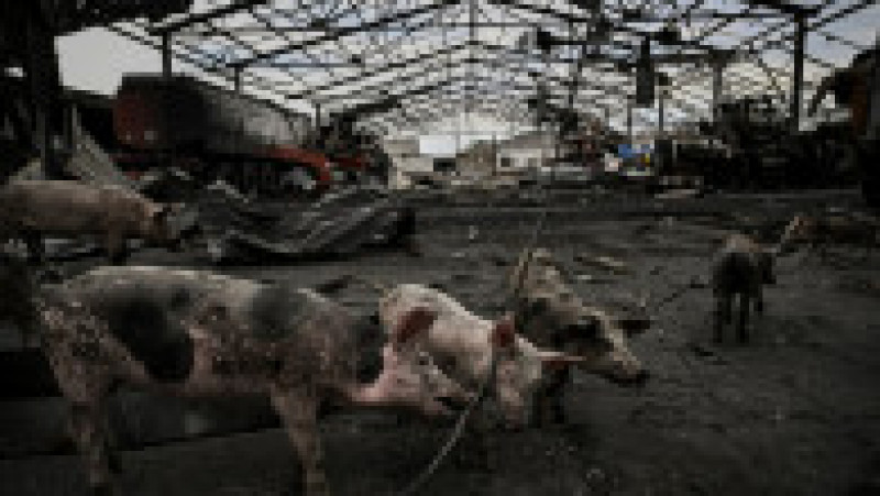 Porci într-o fermă agricolă distrusă din Donbas Foto: Profimedia Images | Poza 6 din 14