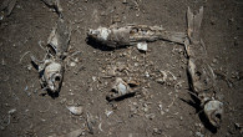 O întindere uriașă de pământ uscat și crăpat care a fost cândva albia lacului este plină de schelete de pește și animale disperate în căutarea apei. Foto: Profimedia Images | Poza 3 din 11