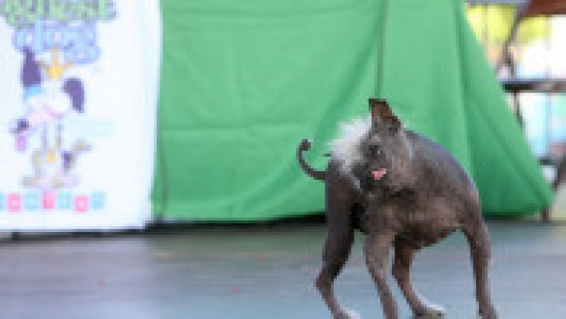 Cei mai urâţi câini din lume s-au întrecut într-o competiţie mondială în Statele Unite FOTO: Profimedia Images | Poza 19 din 49