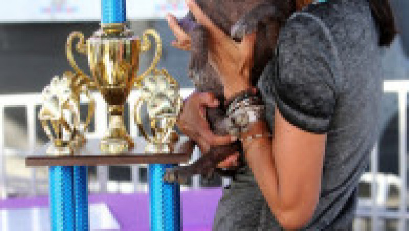 Mister Happy Face a câștigat titlul de „cel mai urât câine din lume” FOTO: Profimedia Images | Poza 12 din 49
