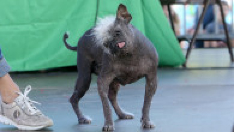 Mister Happy Face a câștigat titlul de „cel mai urât câine din lume” FOTO: Profimedia Images | Poza 31 din 49