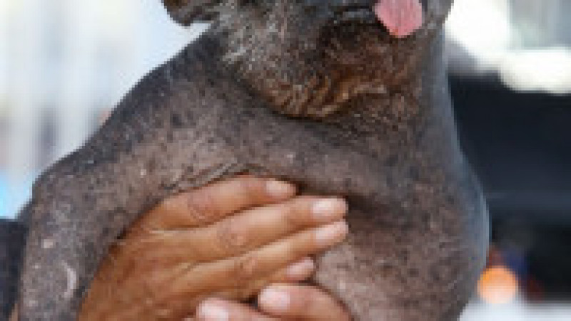 Mister Happy Face a câștigat titlul de „cel mai urât câine din lume” FOTO: Profimedia Images | Poza 34 din 49
