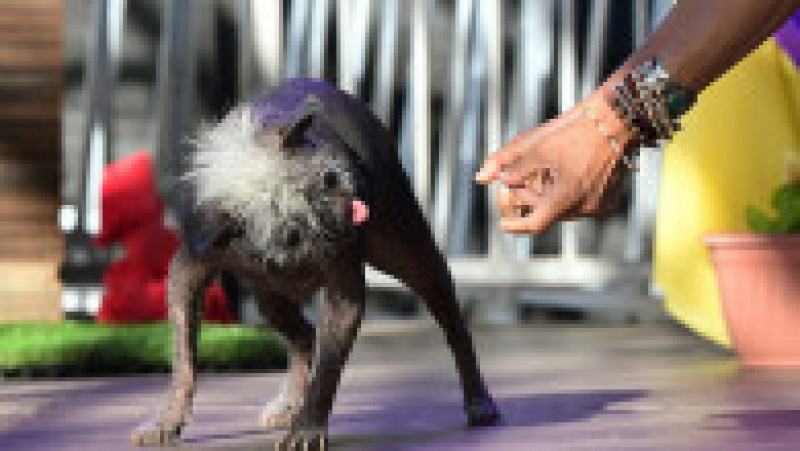 Mister Happy Face a câștigat titlul de „cel mai urât câine din lume” FOTO: Profimedia Images | Poza 47 din 49