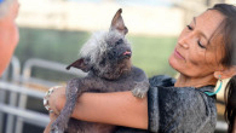 Mister Happy Face a câștigat titlul de „cel mai urât câine din lume” FOTO: Profimedia Images | Poza 46 din 49