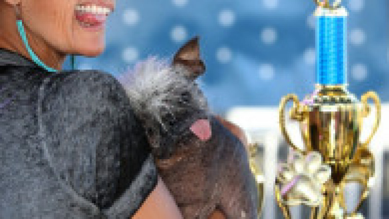 Mister Happy Face a câștigat titlul de „cel mai urât câine din lume” FOTO: Profimedia Images | Poza 48 din 49