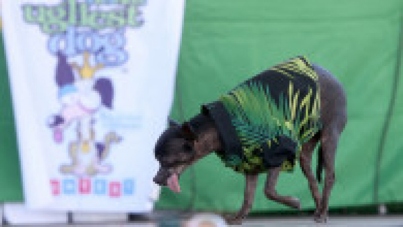 Cei mai urâţi câini din lume s-au întrecut într-o competiţie mondială în Statele Unite FOTO: Profimedia Images | Poza 41 din 49