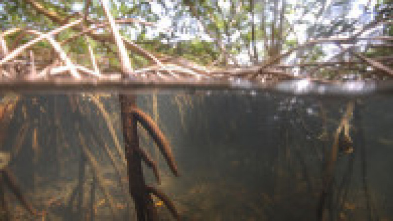 Bacteria-gigant a fost descoperită în pădurile de mangrove din Guadelupa. Foto: Profimedia | Poza 4 din 7