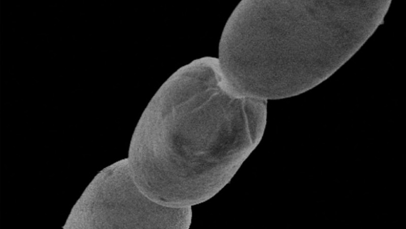 Bacteria-gigant, care este un organism unicelular, se vede cu ochiul liber. Foto: Profimedia