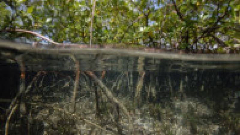 Bacteria-gigant a fost descoperită în pădurile de mangrove din Guadelupa. Foto: Profimedia | Poza 7 din 7
