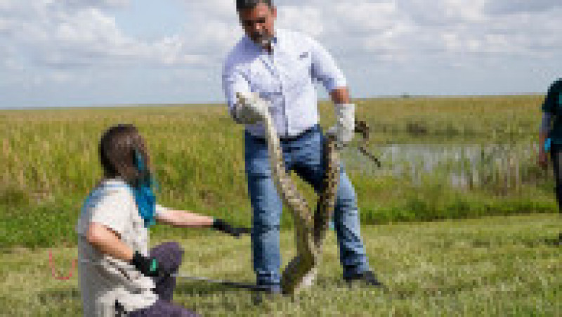 O competiție de capturare a pitonilor în Florida are ca scop înlăturarea speciei invazive din mediul natural al zonelor Everglades. Foto: Profimedia Images | Poza 7 din 10